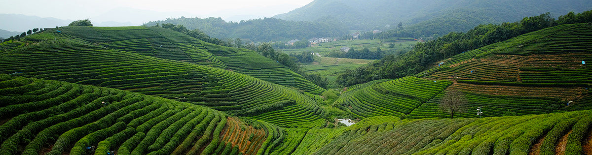 West Lake Longjing Tea from Long Wu