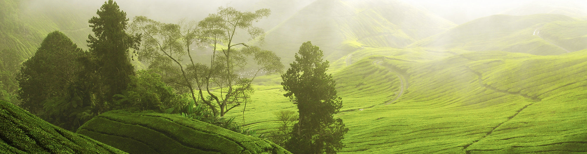 MingQian Tea and YuQian Tea
