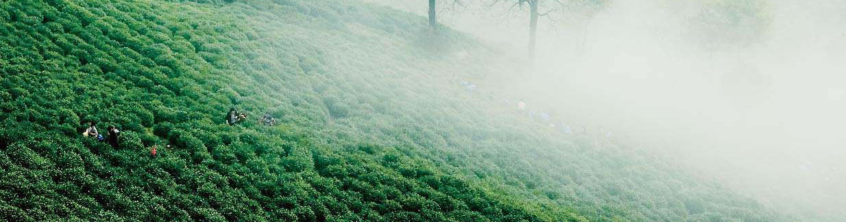 Origin of LongJing (Dragon Well) Green Tea