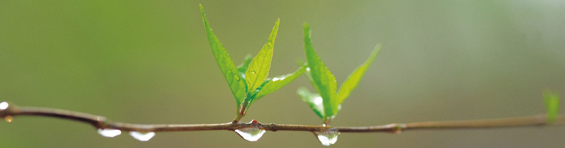 The Nutritional Value of Tea