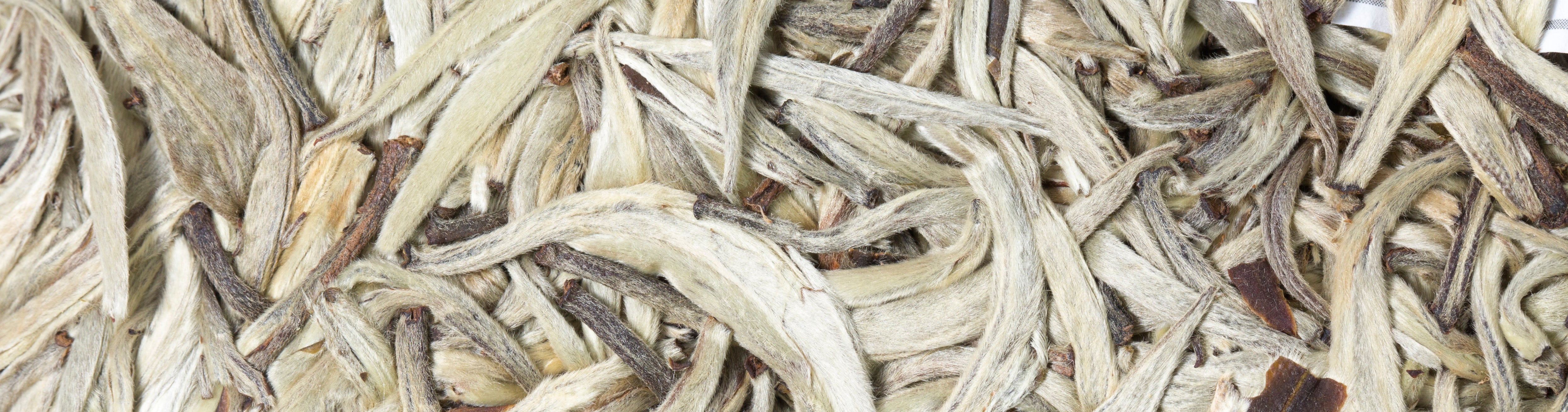 The Differences of Moonlight White, Anji White and Fuding White Tea