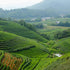 West Lake Longjing Tea from Long Wu